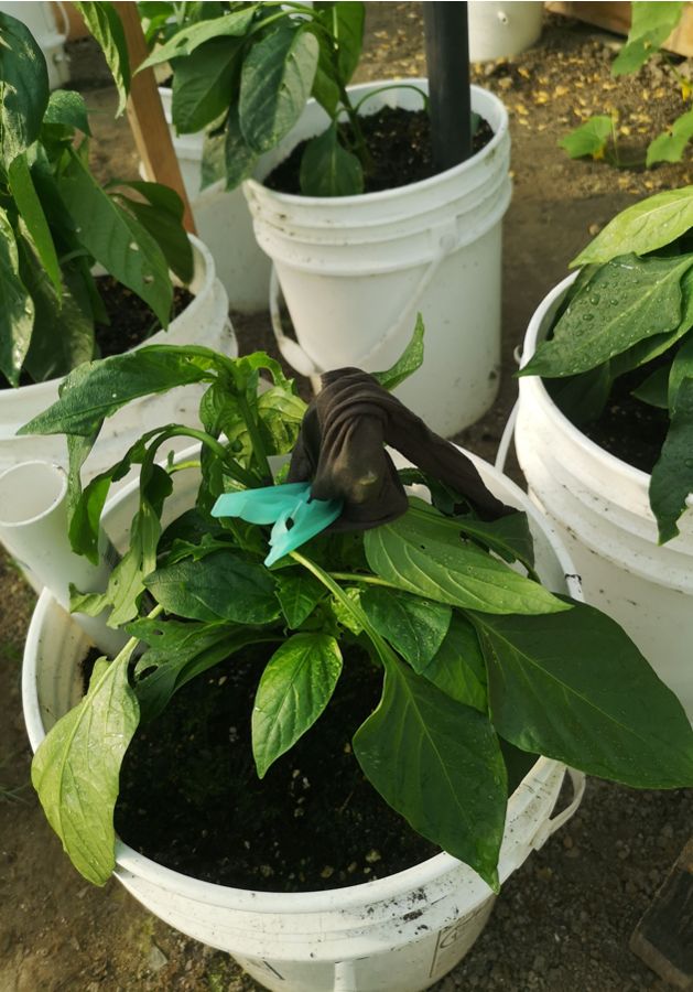 Stocking over sweet pepper flower