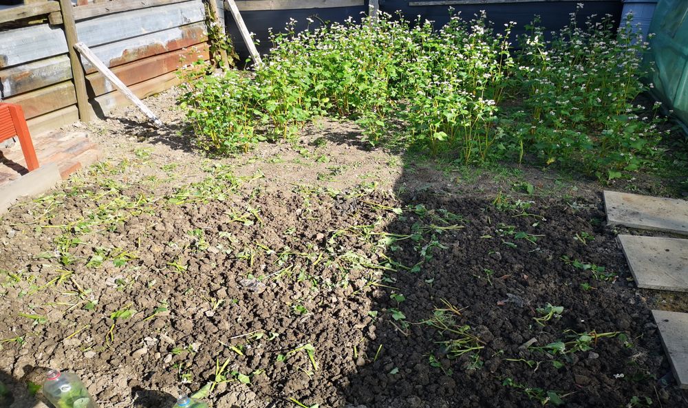 Buckwheat dug into soil