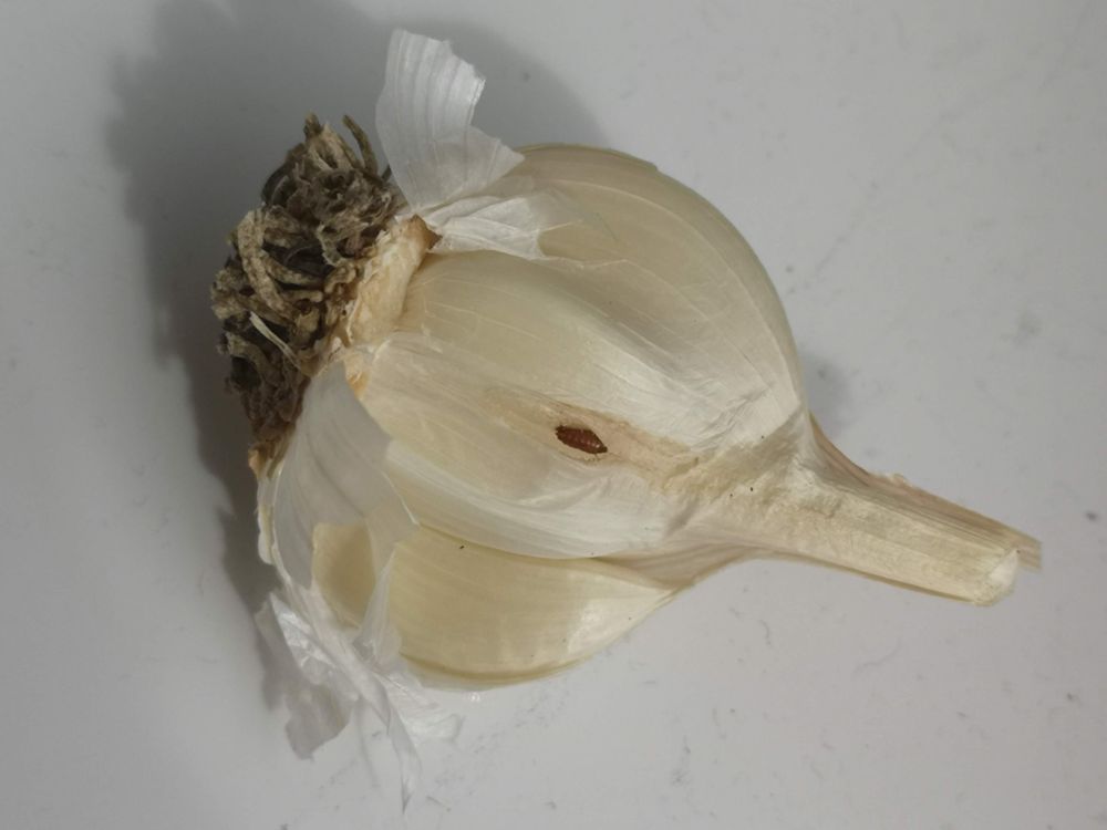 Garlic with allium leaf miner pupae