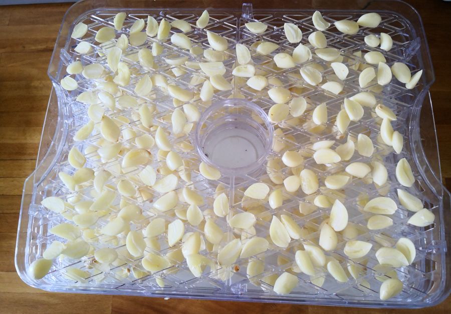 Sliced garlic in dehydrator