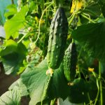 Growing cucumbers on the vine