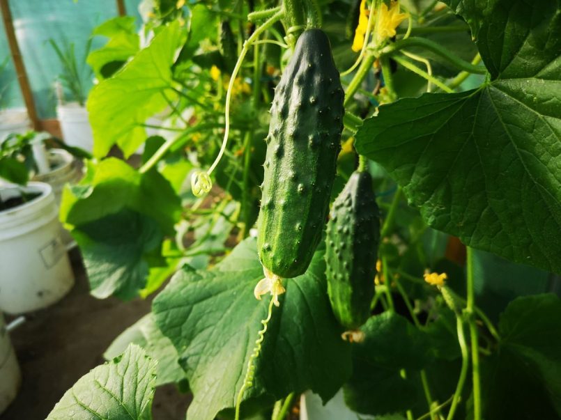 Growing cucumbers on the vine