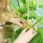 Hand pollinating cucumber plant