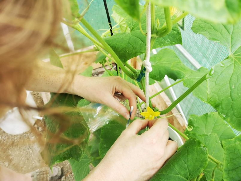 Hand pollinating cucumber plant