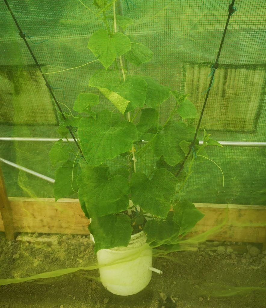 Cucumber plant covered in insect mesh