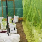 Isolating plants in polytunnel