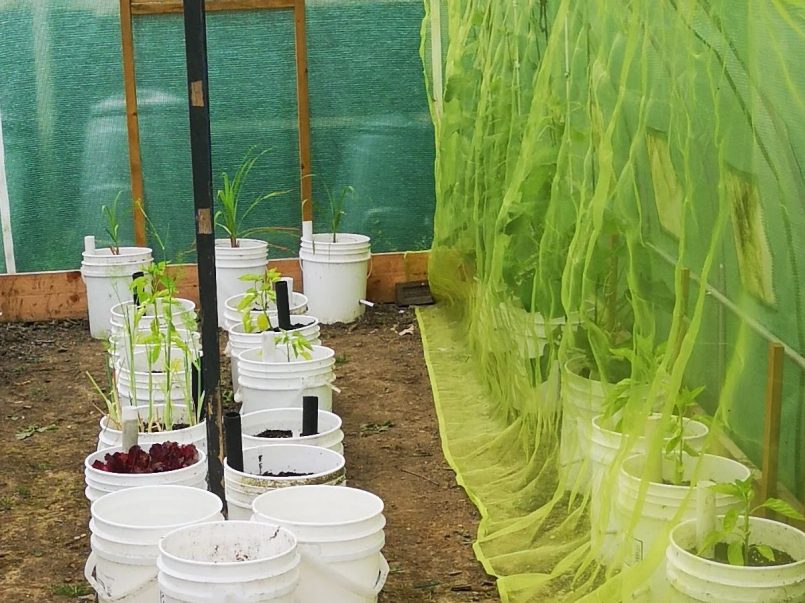 Isolating plants in polytunnel