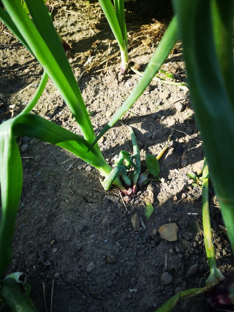 Onion recovering from allium leaf miner