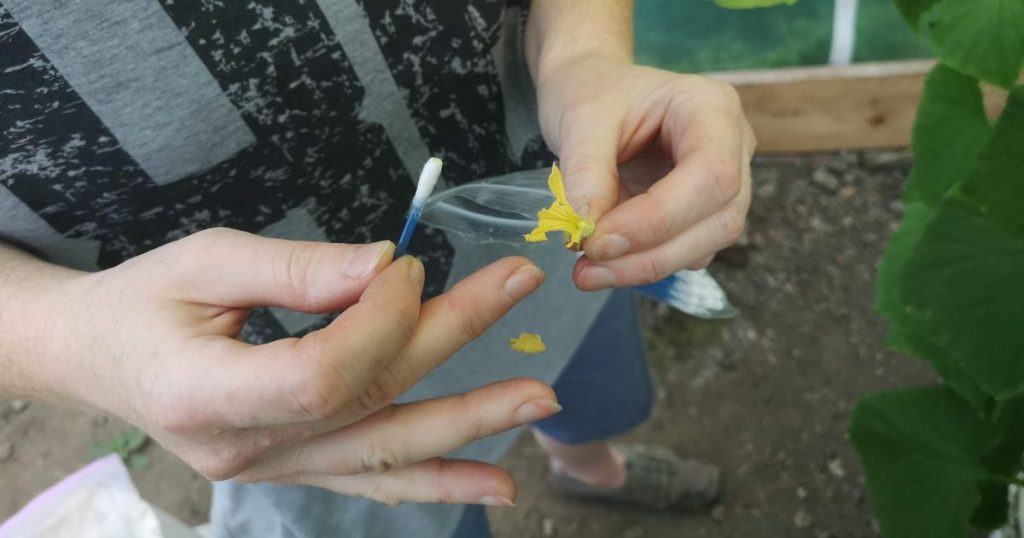 Removing petals from male flower