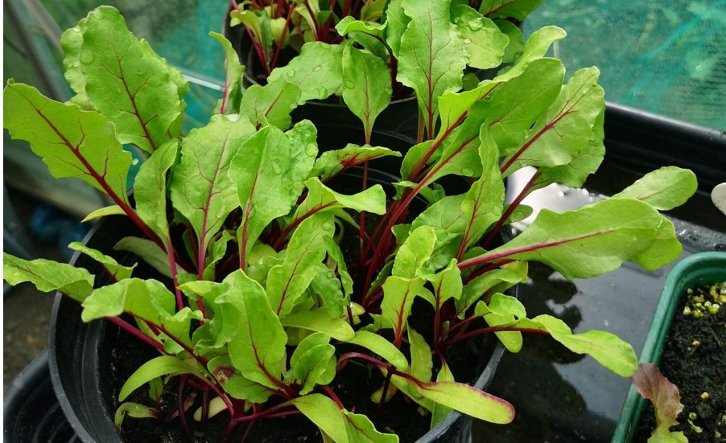 Beetroot seedlings started in pots