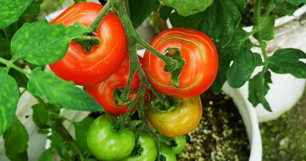 Cracked tomatoes