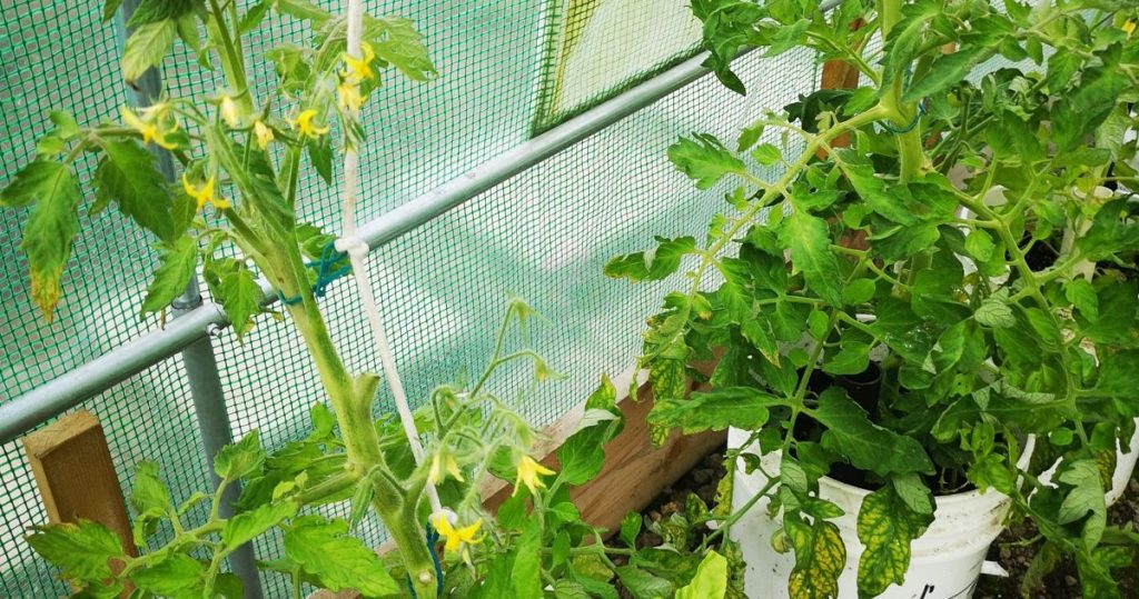 Flowering tomatoes