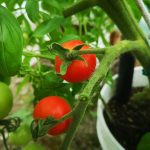 Growing tomatoes