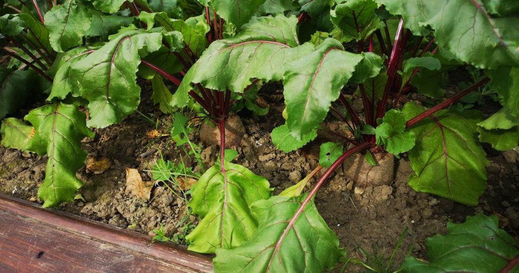 Mature beetroot ready for harvesting