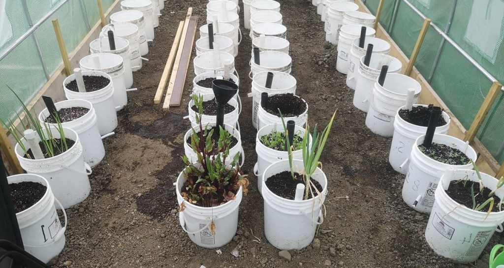 Polytunnel with bucket wick pots