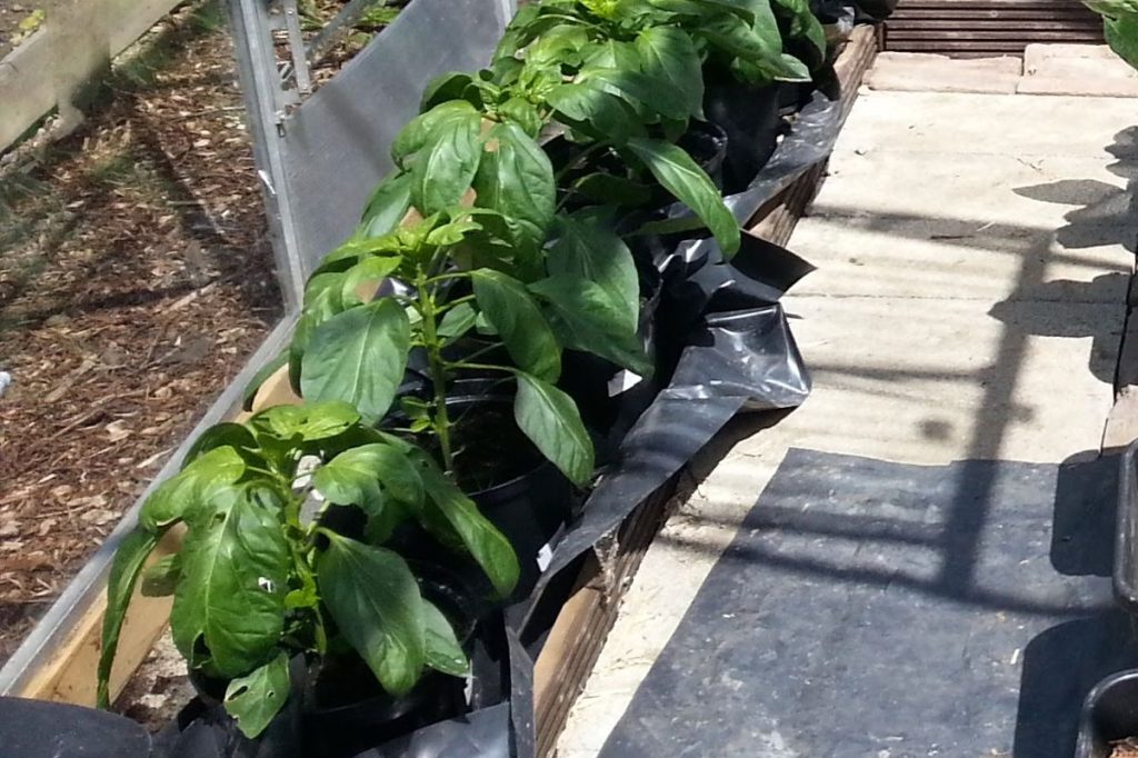 Ring culture in the greenhouse