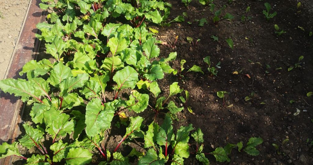 Staggered sowing of beetroot