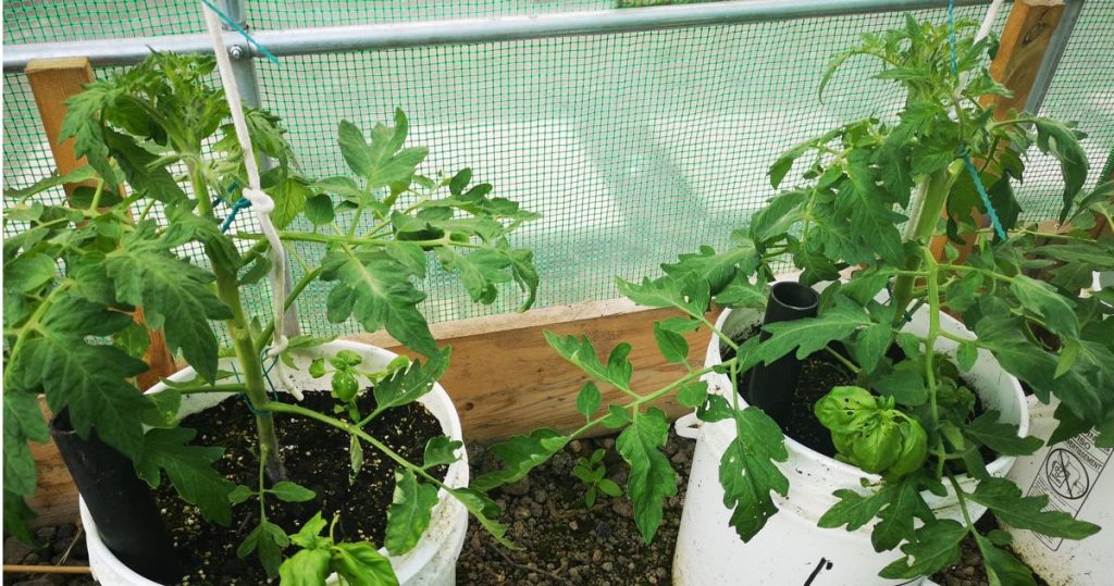 Tomato plants supported