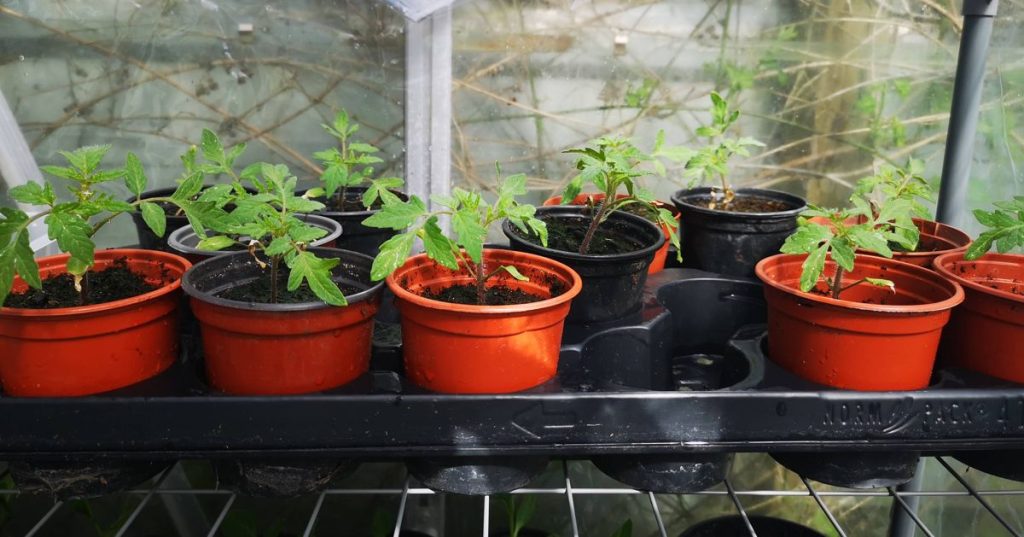 Tomato seedlings in pots