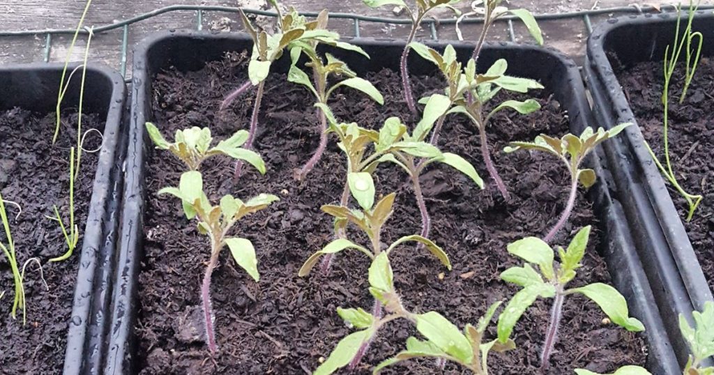 Tomato seedlings in tray