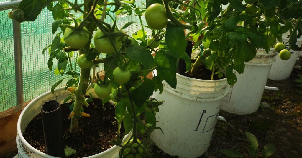 Tomato leaves removed at base