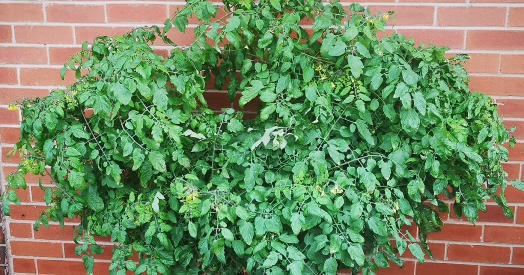 Tumbling Toms trailing tomatoes