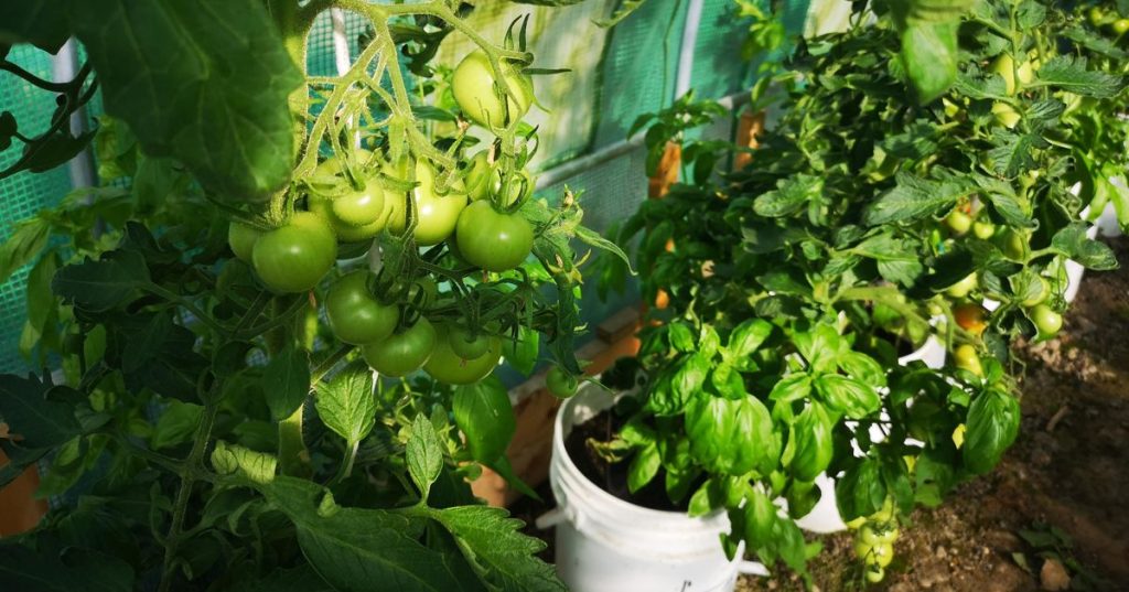 Unripe green tomatoes