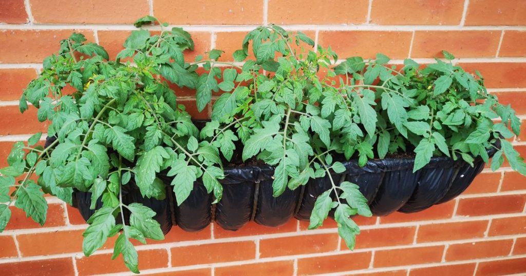 Young trailing tomatoes in planter