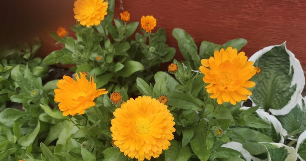 Calendula flowers