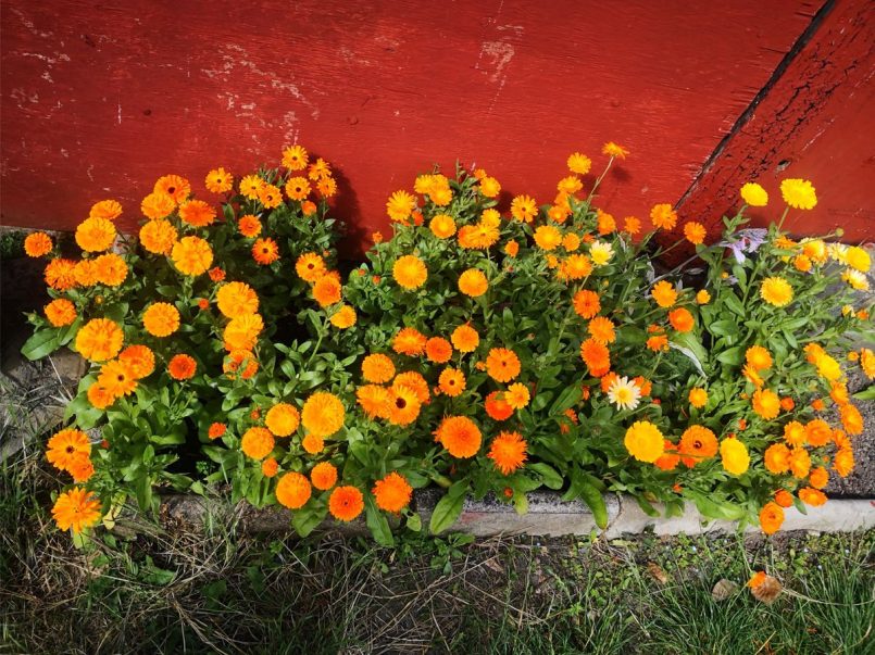 Calendula flowers