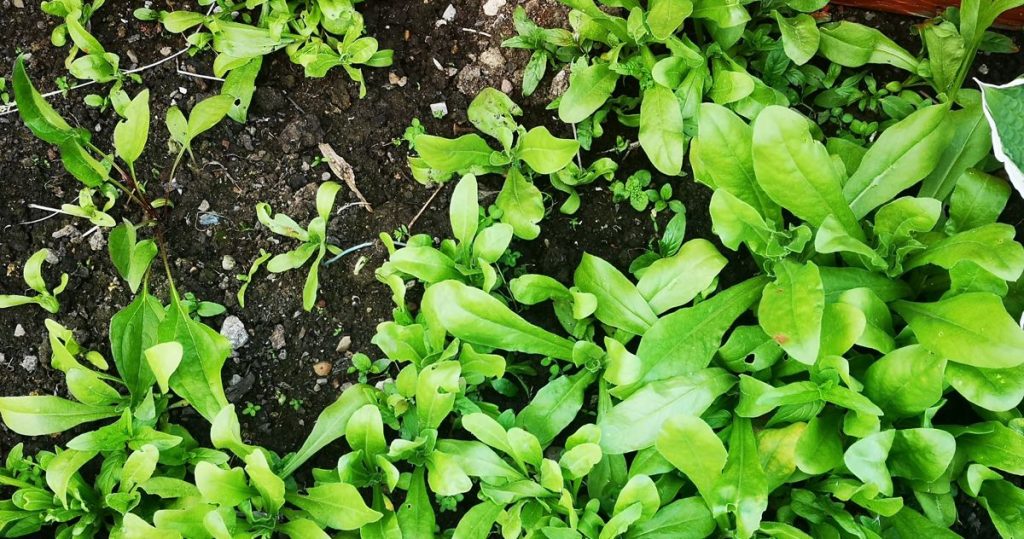 Calendula seedlings