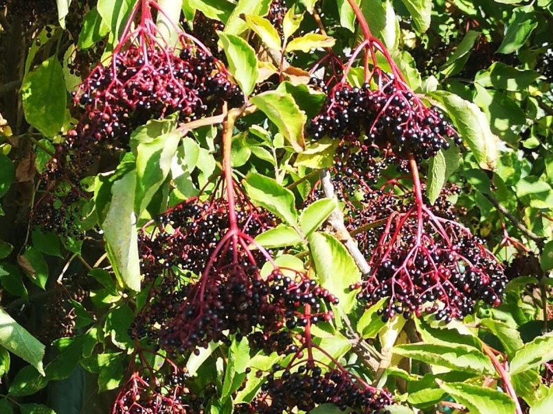 Elderberries