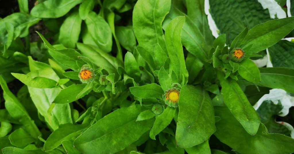 Flower buds on calendula plants