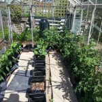 Growing plants in greenhouse