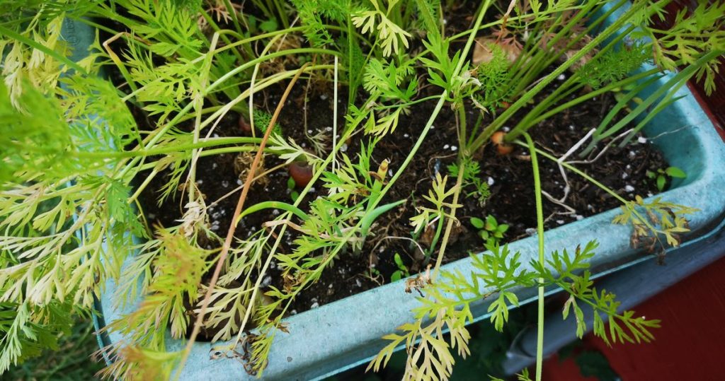 Early carrots growing in tubs