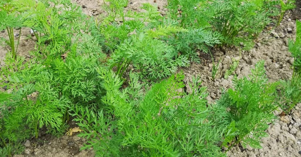 Carrots growing in the ground