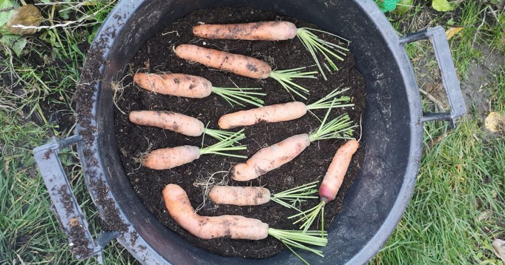 Carrots stored in dry compost