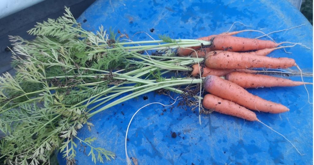 Harvested early Nantes carrots