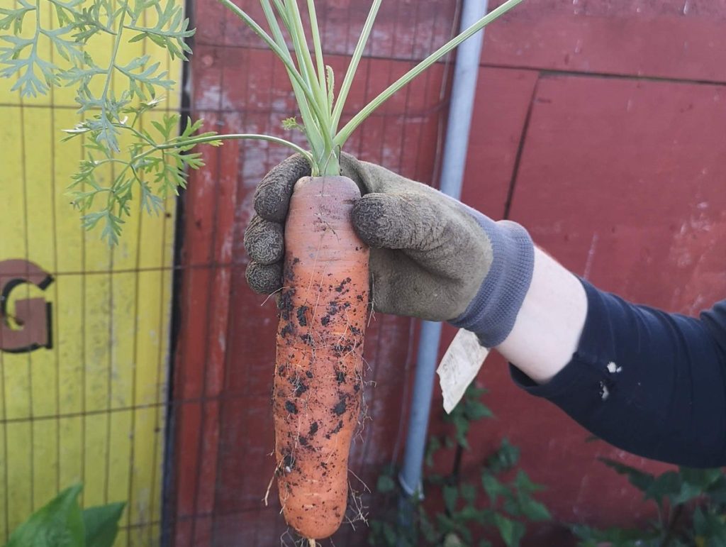 Maincrop Touchon carrot harvested