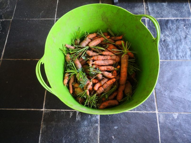 Storing carrots