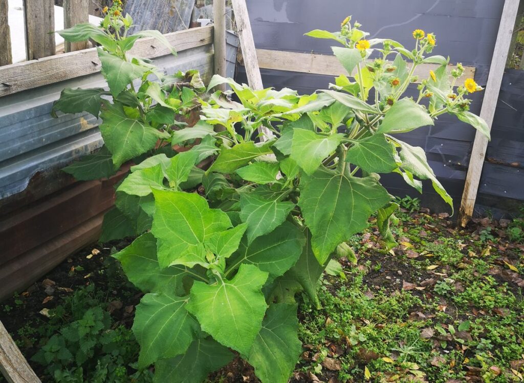 Yacon plant flowering