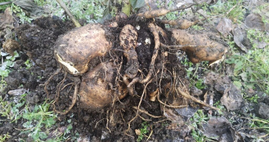 Harvested yacon tubers