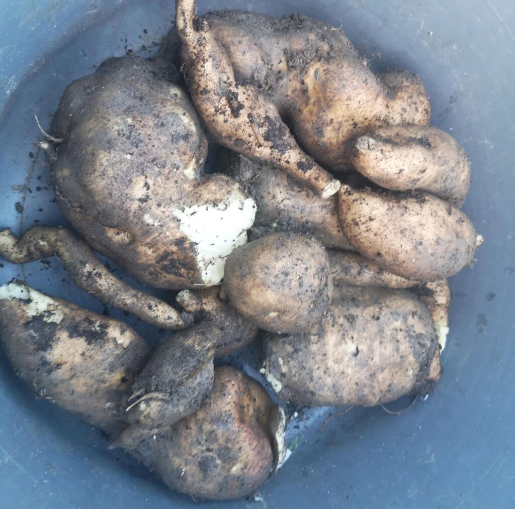 Yacon tubers