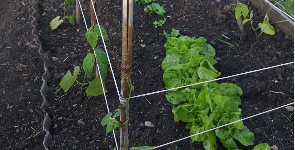 Lettuce growing between rows of French beans