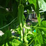 Growing French beans