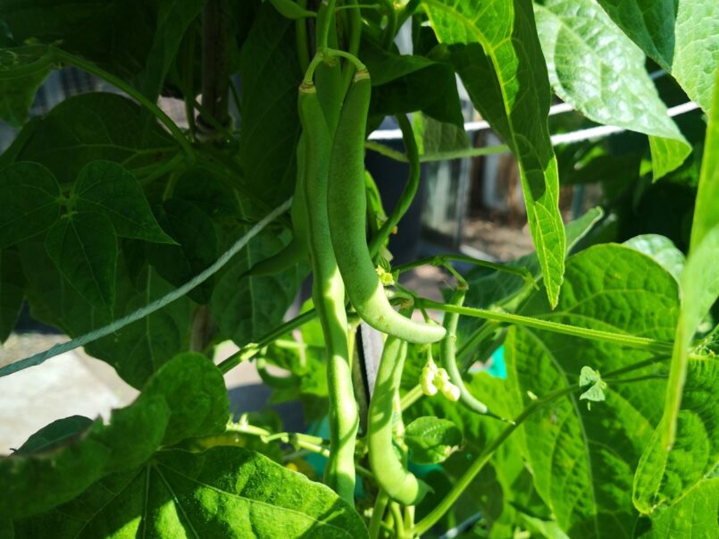 Growing French beans