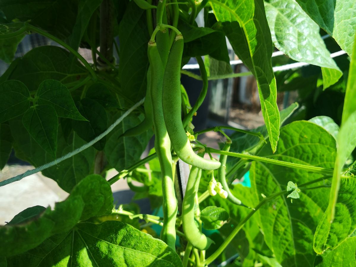 How to grow French beans