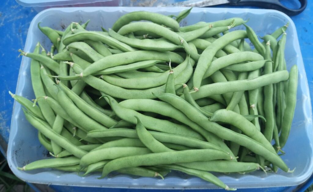 Harvested French beans