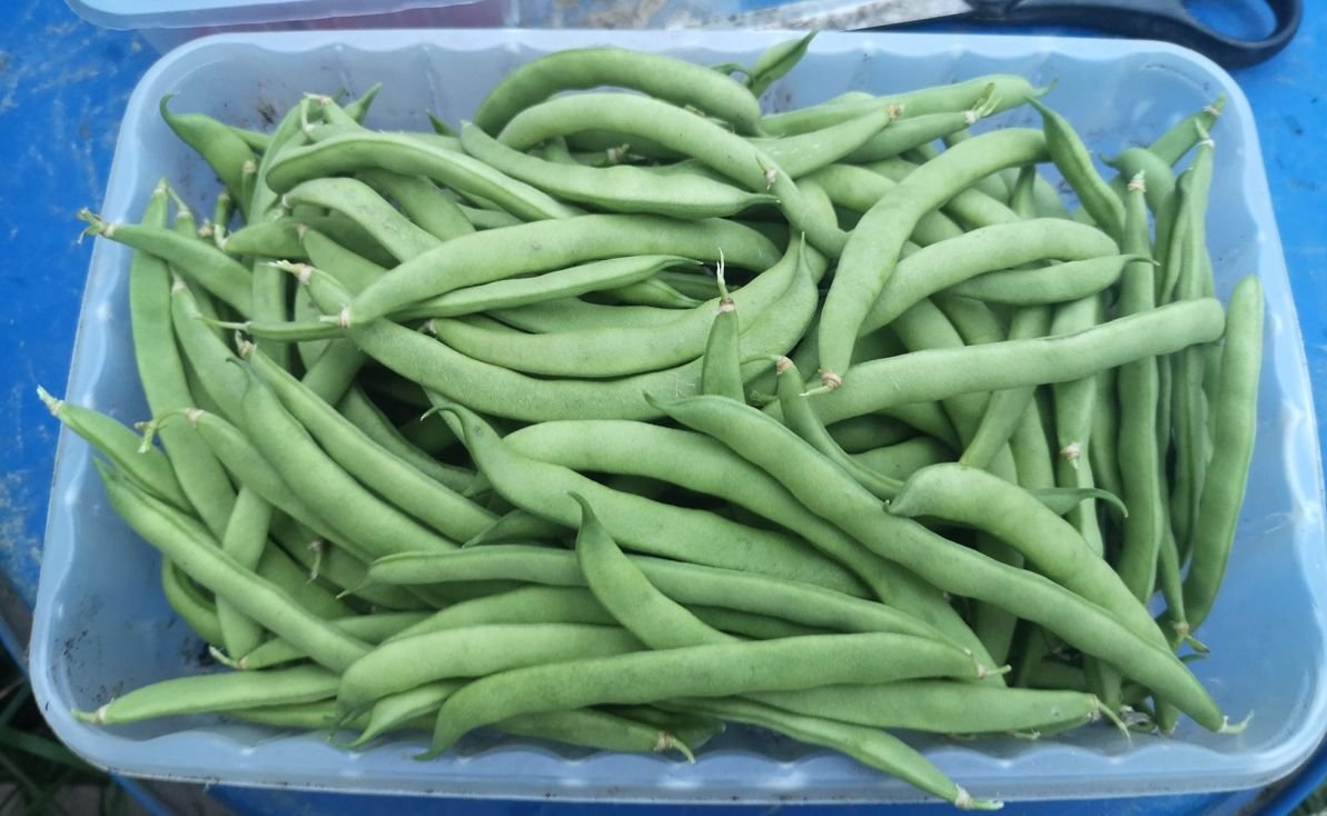 How to grow French beans