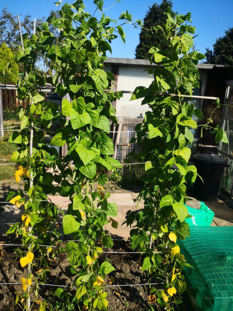 Mature French beans climbing canes